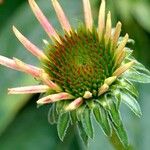 Echinacea purpurea Sonstige