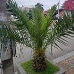 Phoenix canariensis Folha