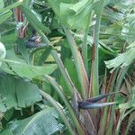 Strelitzia nicolai Flor