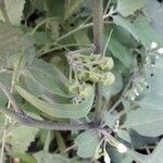 Solanum nigrum Fruit