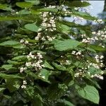 Catalpa speciosa 花