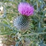 Cirsium vulgareFlower