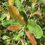 Pappea capensis Feuille