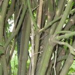 Piper arboreum 樹皮