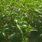 Persicaria senegalensis Habit