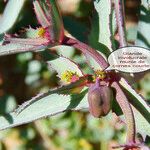 Euphorbia retusa Fruit