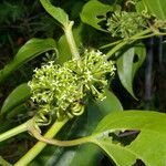 Smilax subpubescens