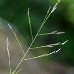 Eragrostis pectinacea Fruit