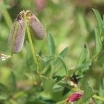 Crotalaria pumila 果