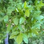 Acer monspessulanum Hostoa