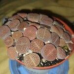 Lithops aucampiae Flower