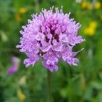 Traunsteinera globosa Fleur