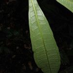 Vantanea parviflora Лист