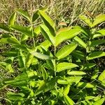 Combretum molle Leaf