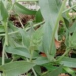 Verbesina encelioides Blatt