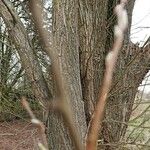 Salix triandra кора