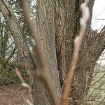 Salix triandraBark