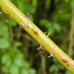 Rubus ulmifolius Bark