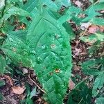 Stachys tenuifolia List