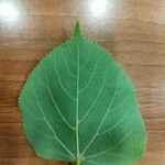 Tilia dasystyla List