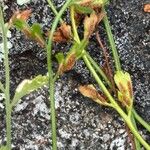 Asplenium x alternifolium 花