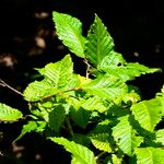 Carpinus orientalis Blad