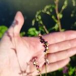 Persicaria minorFlower