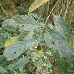 Gaertnera paniculata Leaf