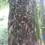 Manilkara bidentata Corteza