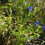 Gentiana calycosa Habit