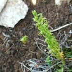 Lysimachia linum-stellatum Vaisius