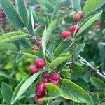 Lonicera canadensis Fruit