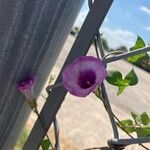 Ipomoea cordatotriloba Flower