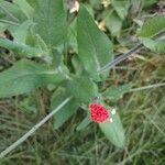 Emilia coccinea Flower