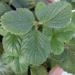 Fragaria x ananassa autre