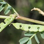 Hippocrepis unisiliquosa Fruto