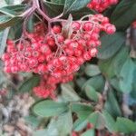 Cotoneaster coriaceus Frugt