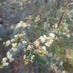 Acacia myrtifoliaŽiedas