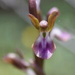 Anacamptis collina Floare