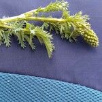 Artemisia biennis Květ