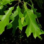 Quercus shumardii 葉