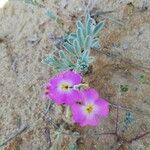 Marcus-kochia littorea Flower