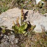 Botrychium lunaria 形態