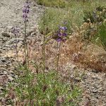 Lupinus meionanthus ᱛᱟᱦᱮᱸ