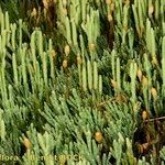 Lycopodium × oellgaardii Habit