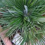 Chamaerops humilisBlad