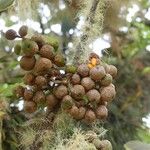 Monimia rotundifolia Fruit