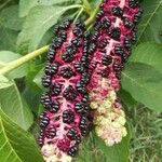 Phytolacca acinosa Fruit