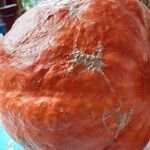 Cucurbita maxima Фрукт