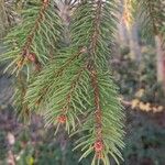 Picea abies List